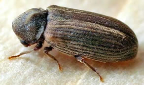 Woodworm Treatment