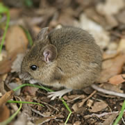 Wood Mouse Extermination