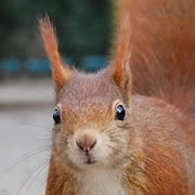 red-squirrel-180.jpg